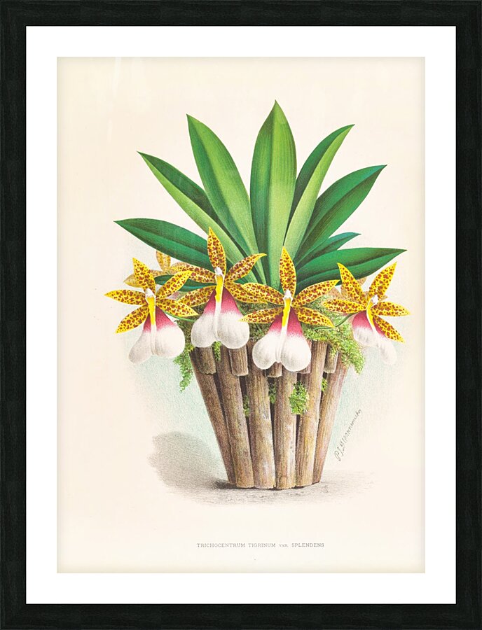Trichocentrum Tigrinum Picture Frame print