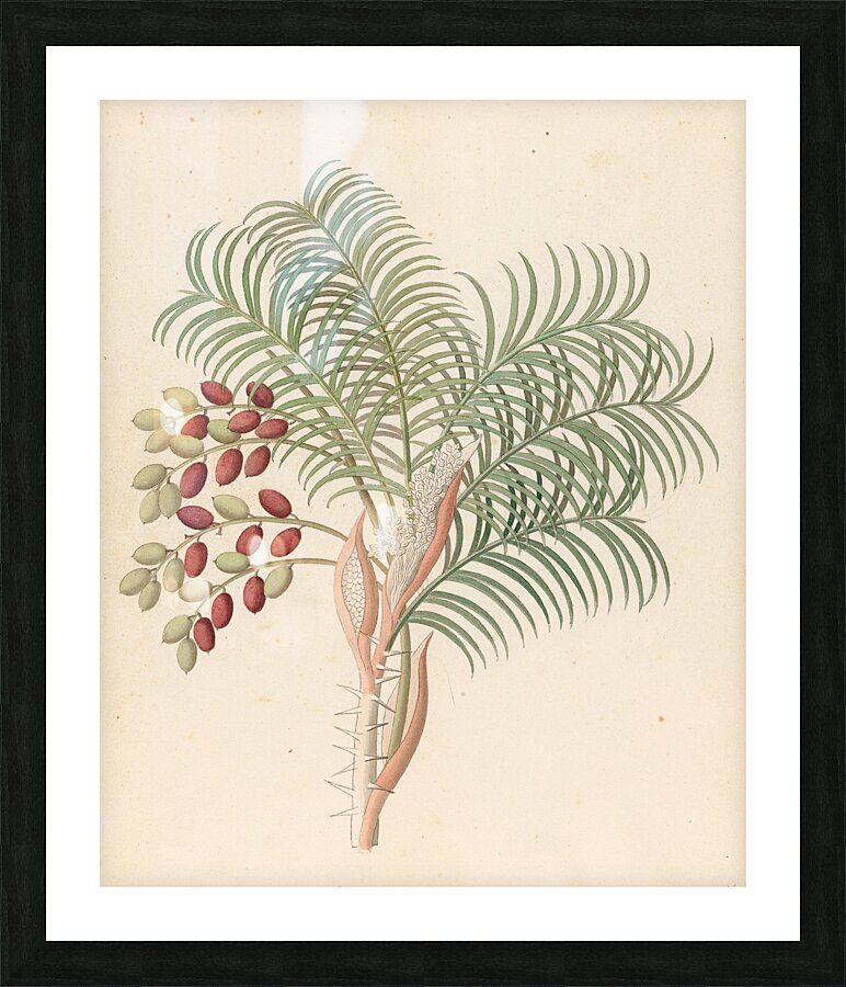 Phoenix [Phoenix reclinata] 1817 Picture Frame print