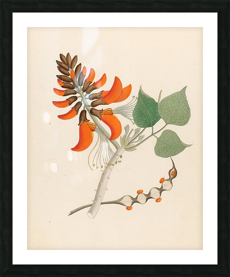 Erythrina Caffras 1817 Picture Frame print