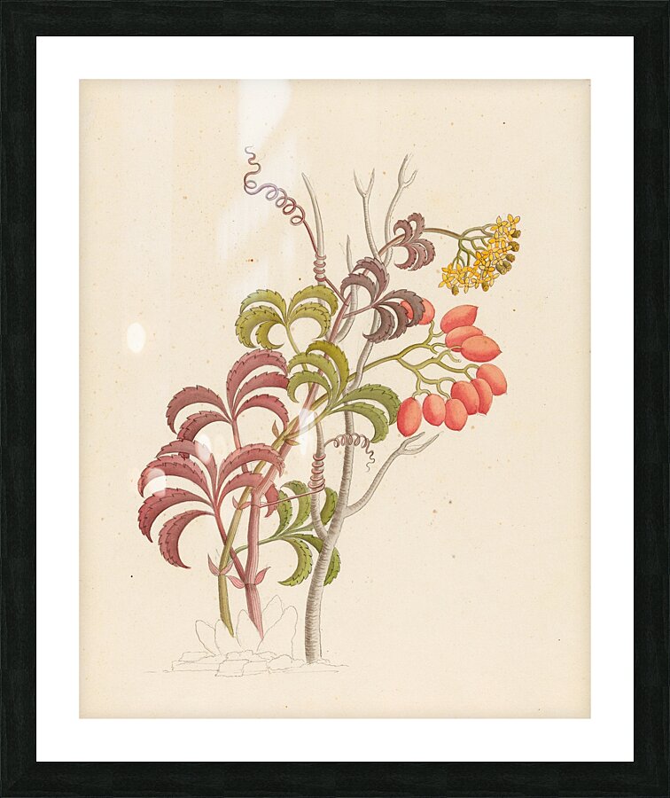 Cisfus Nov. Sp. [Cyphostemma quinatum] 1817 Picture Frame print