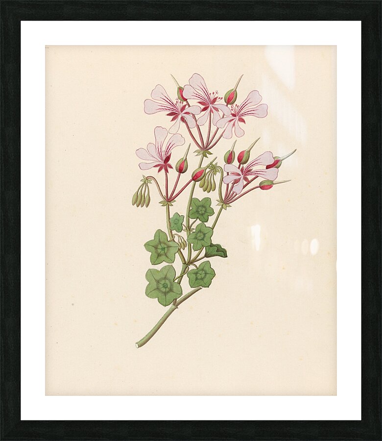 Pelargonium peltatum 1817 Picture Frame print