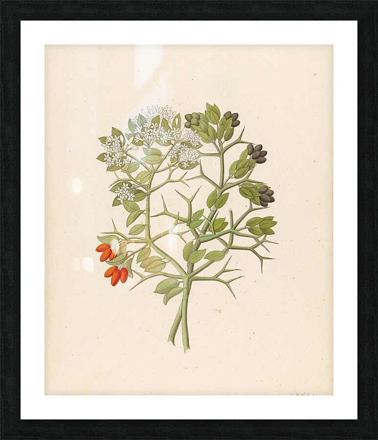 2 species of Carisfa arduina [Carissa haematocarpa] 1817 Picture Frame print