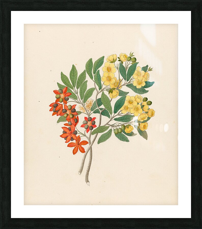 Icosandria monog. [Ochna arborea] 1817 Impression et Cadre photo