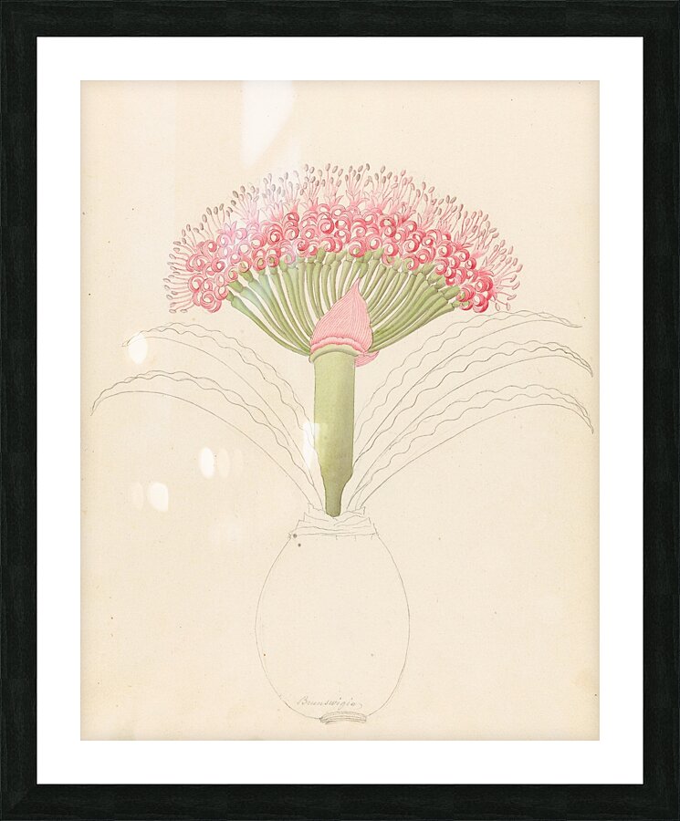 Brunswigia [Brunsvigia grandiflora] 1817 Picture Frame print