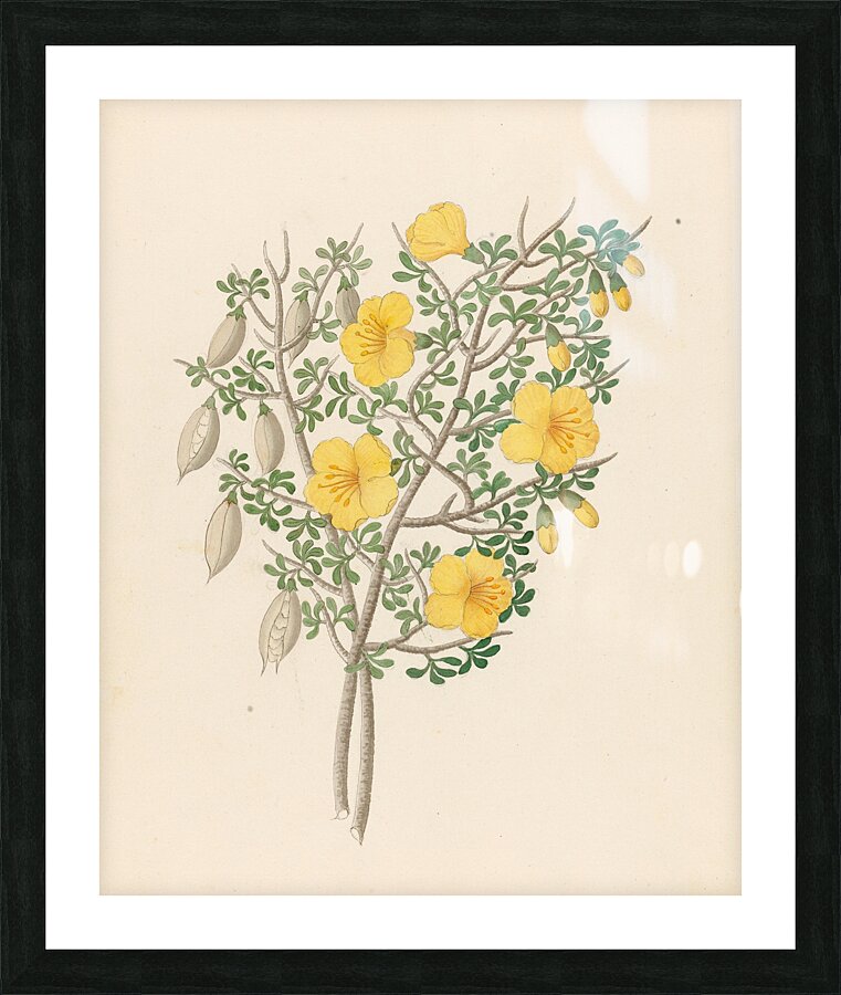 Bignoniae Nova Specie [Rhigozum obovatum] 1817 Picture Frame print