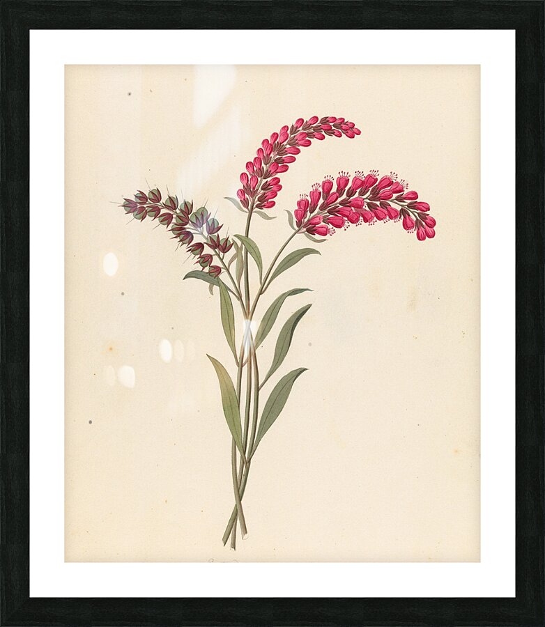 Pentand. Monog. [Lysimachia nutans] 1817 Picture Frame print