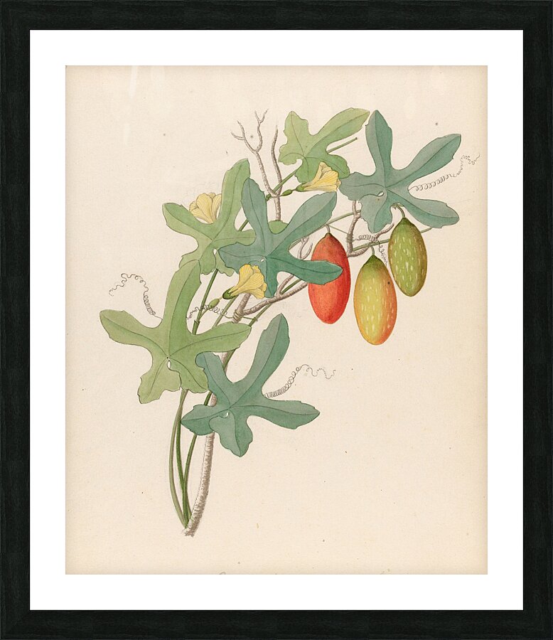 Cucumis Melothria pendula [Coccinea quinqueloba] 1817 Picture Frame print