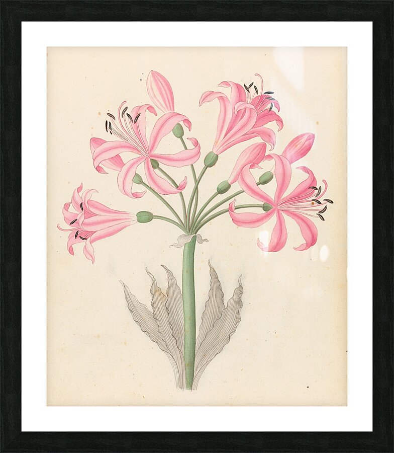 Amarillis [Boophone disticha] 1817 Picture Frame print