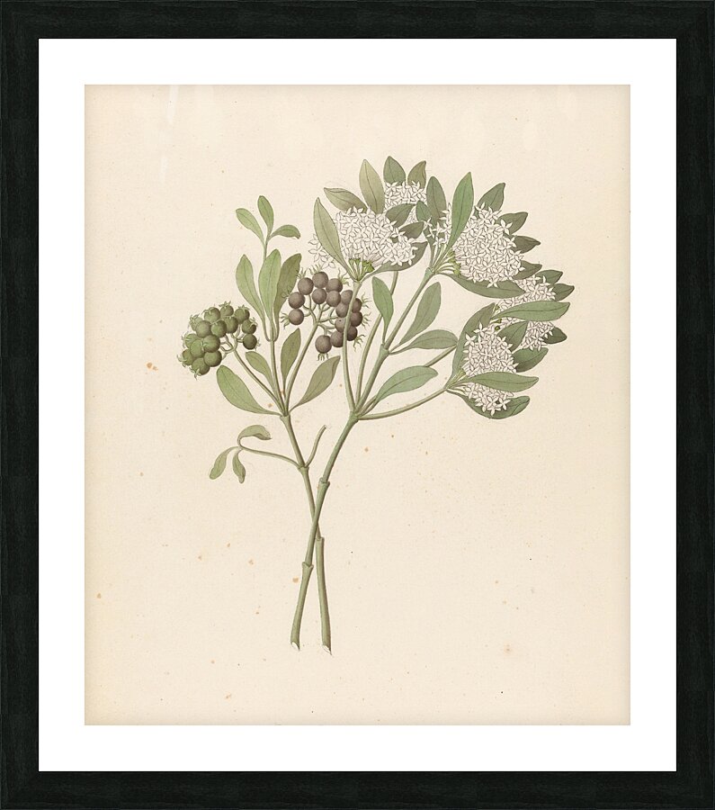 Pavetta caffra [Pavetta lanceolata] 1817 Impression et Cadre photo