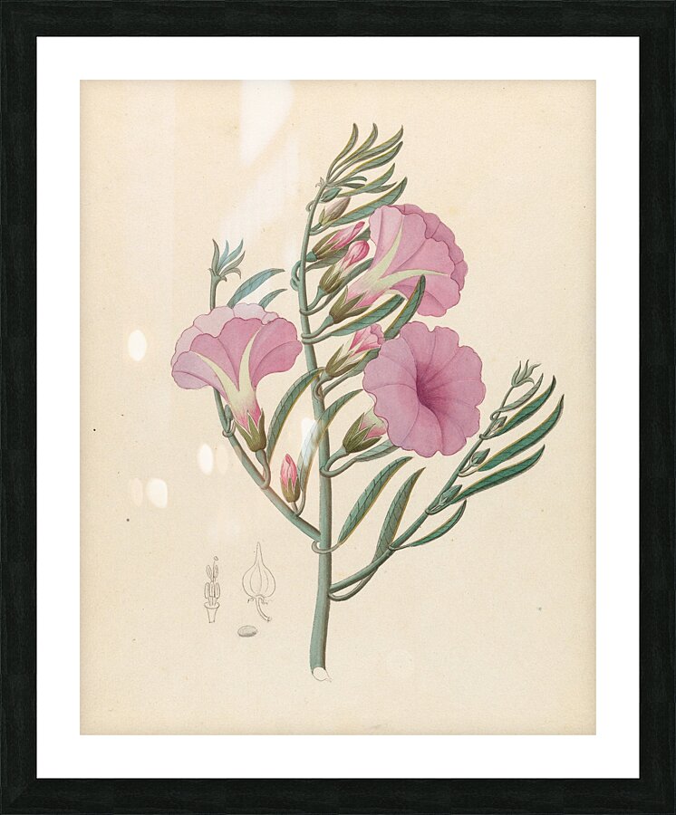 Convolvulus [Ipomoea oenotheroides] 1817 Picture Frame print