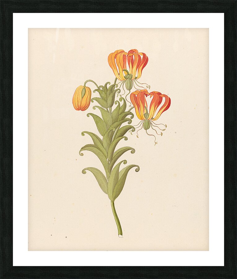 Gloriosa [Gloriosa superba] 1817 Picture Frame print
