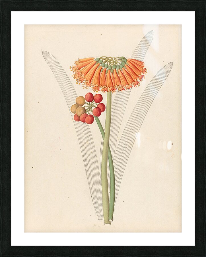 Cyrtanthus [Clivia nobilis] 1817 Picture Frame print