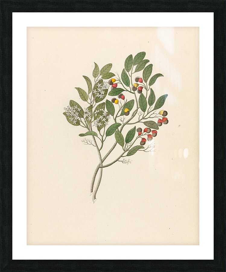 Celastrus [Apodytes dimidiata] 1817 Picture Frame print