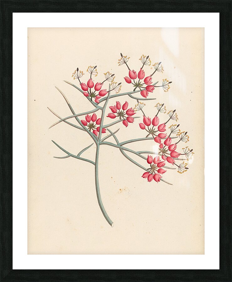 Cleome juncea. [Cadaba aphylla] 1817 Picture Frame print