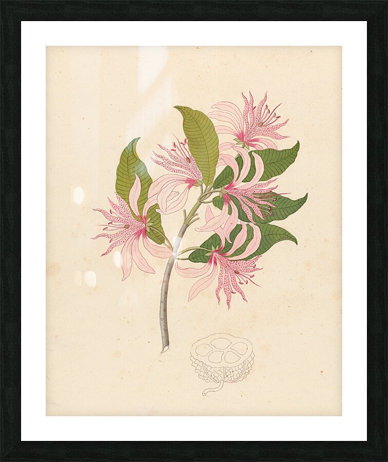 Calodendrum capense 1817 Impression et Cadre photo