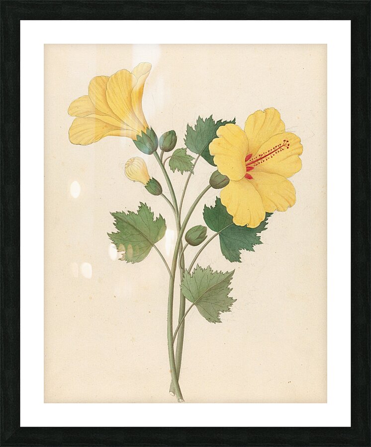 Hibiscus [Hibiscus calyphyllus] 1817 Picture Frame print