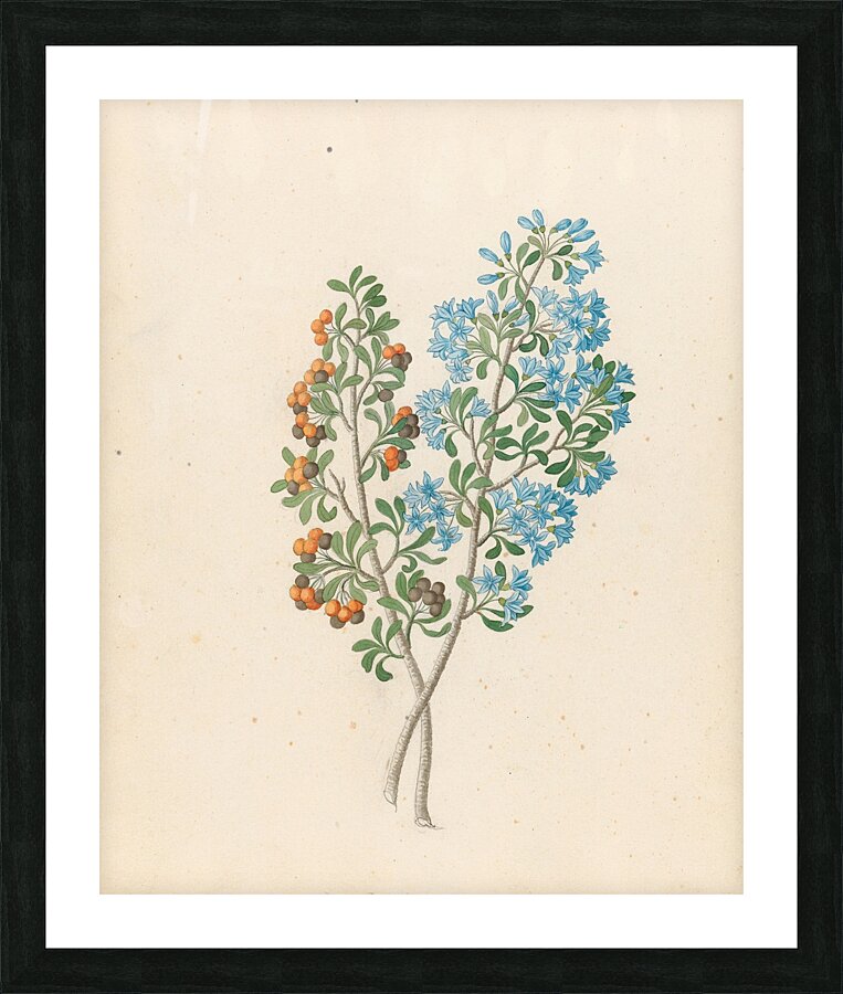 Pentand. mono. [Ehretia rigida] 1817 Picture Frame print