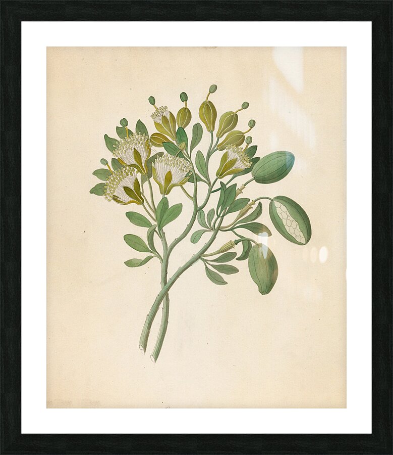 Capparis Nov. Sp. [Maerua caffra] 1817 Picture Frame print