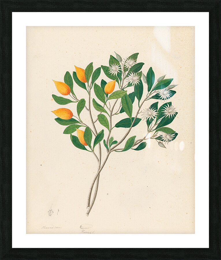 Hexand. Mono. [Mimusops obovata] 1817 Picture Frame print