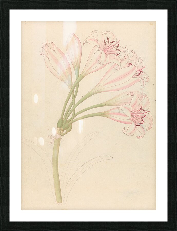 Amarillis [Crinum lineare] 1817 Picture Frame print