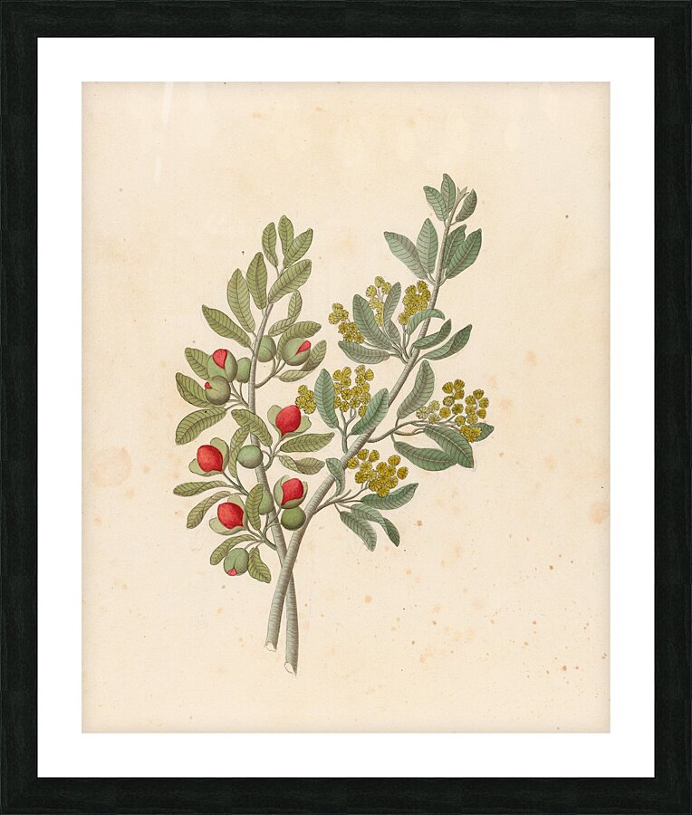 Octandria Monog. [Pappea capensis] 1817 Picture Frame print