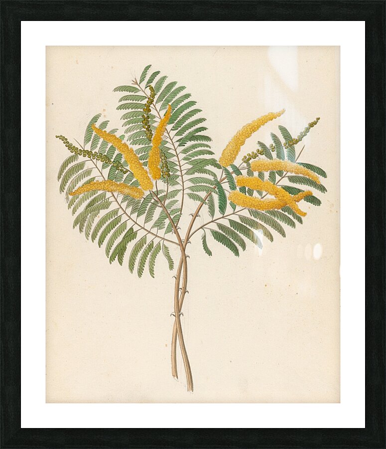Mimosa [Acacia caffra] 1817 Picture Frame print