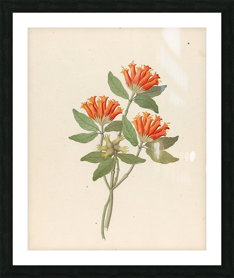 Gardenia Nova Sp. [Burchellia bubalina] 1817 Picture Frame print