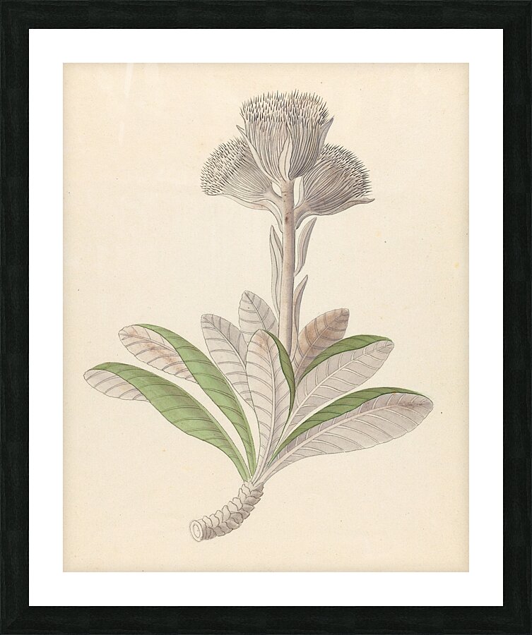 Arnica [Oldenburgia grandis] 1817 Impression et Cadre photo