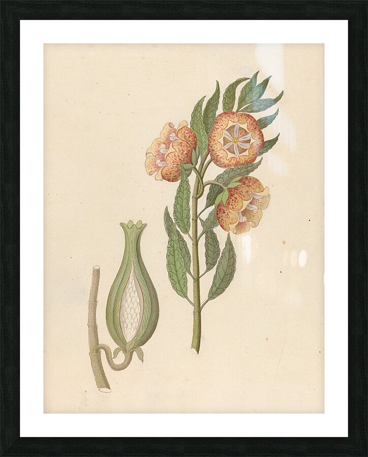 Asclepias grandiflora [Pachycarpus grandiflorus] 1817 Picture Frame print