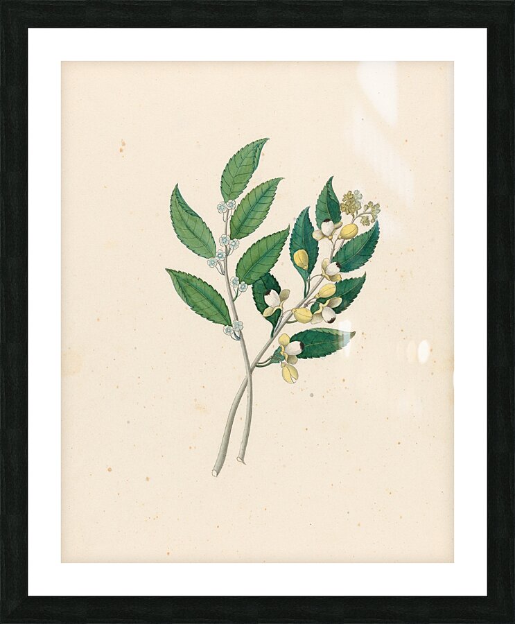 Rhamnus [Curtisia dentata] 1817 Picture Frame print