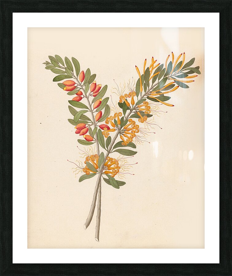 Loranthus N. Sp. [Moquiniella rubra] 1817 Picture Frame print