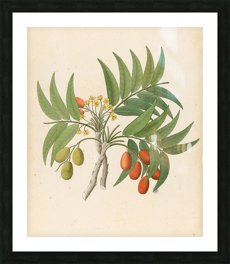 Decandria Mon. [Harpephyllum caffrum] 1817 Impression et Cadre photo