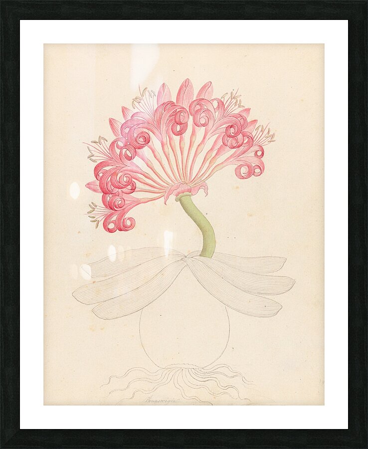 Brunswigia [Ammocharis coranica] 1817 Picture Frame print
