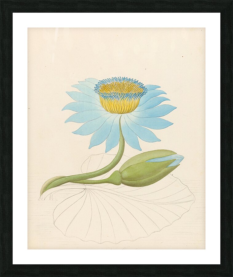 Nymphaea coerulea [Nymphaea nouchali] 1817 Picture Frame print