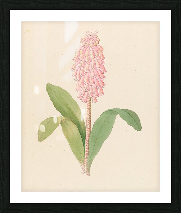 Veltheimia viridifolia [Veltheimia bracteata] 1817 Picture Frame print