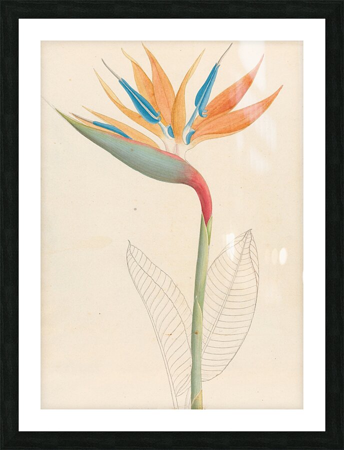 Strelitzia Reginae 1817 Impression et Cadre photo