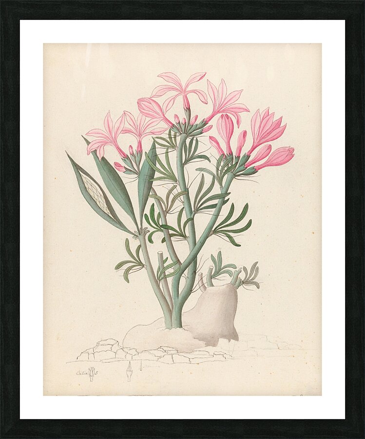 Ceropegia or Echites [Pachypodium succulentum] 1817 Picture Frame print