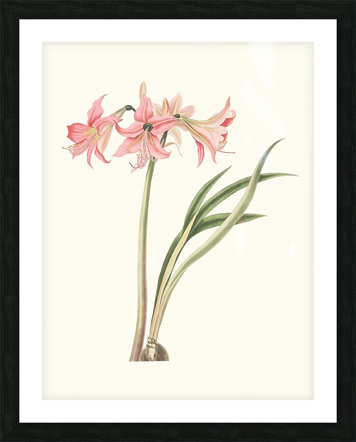 Amaryllis Stilosa 1834 Picture Frame print