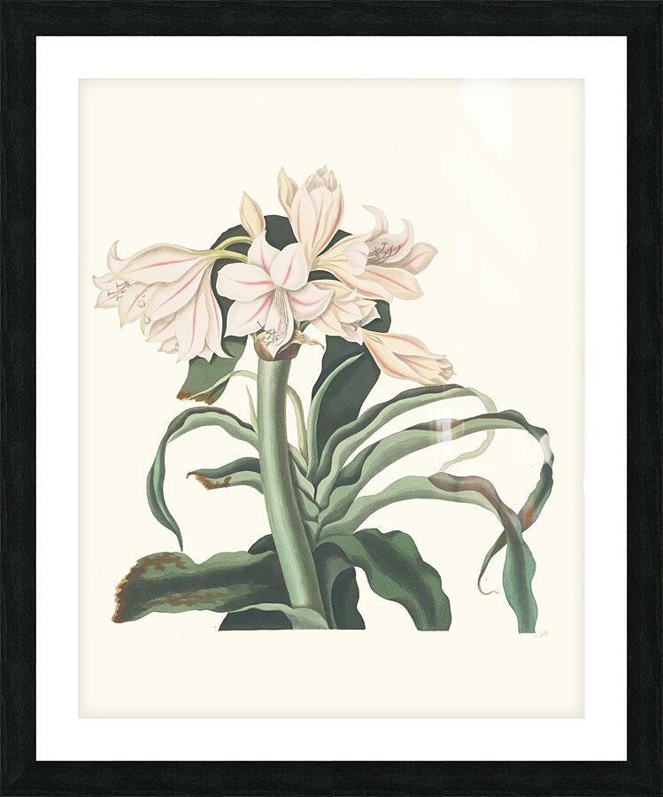 Crinum Scabrum 1834 Picture Frame print