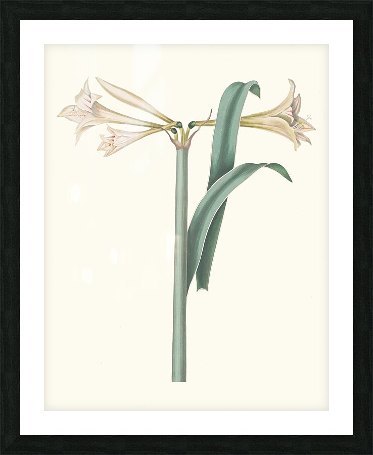 Amaryllis Harrisoni 1834 Picture Frame print