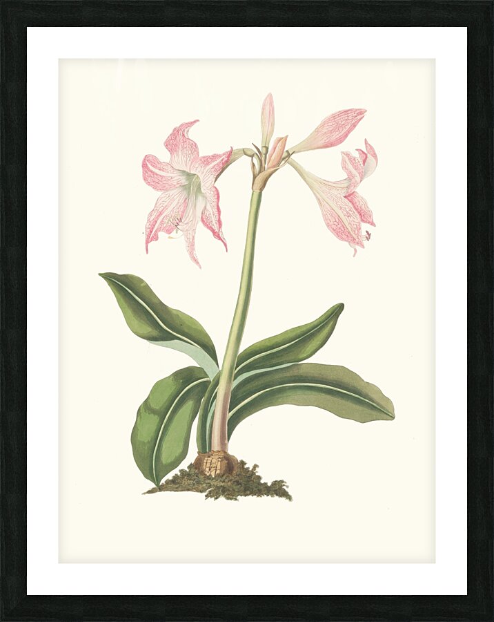 Amaryllis Steilatafolia 1834 Picture Frame print