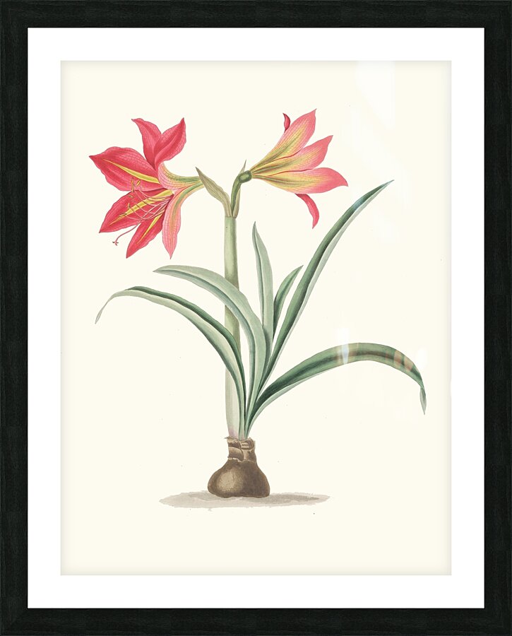 Amryllis Platypetala. 1834 Picture Frame print