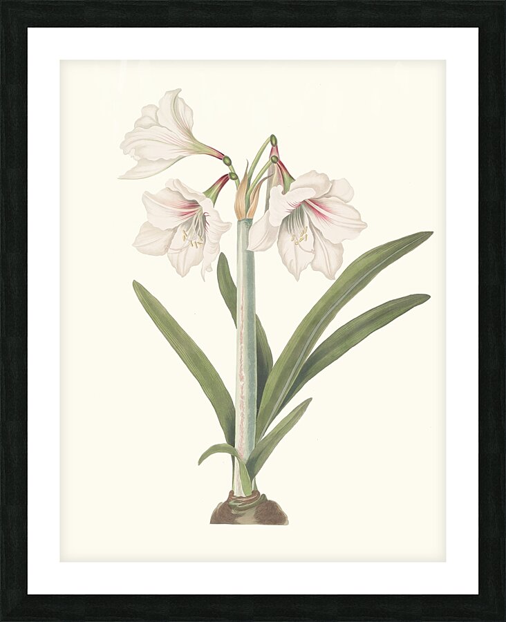 Amaryllis Picta. 1834 Impression et Cadre photo