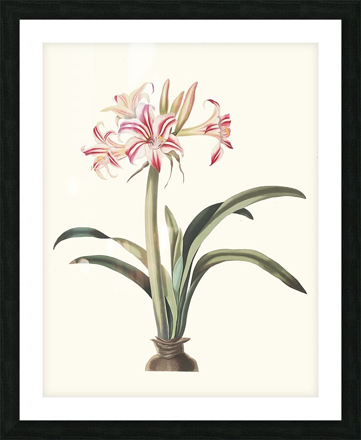 Ameryllis Superba Vittata 1834 Picture Frame print