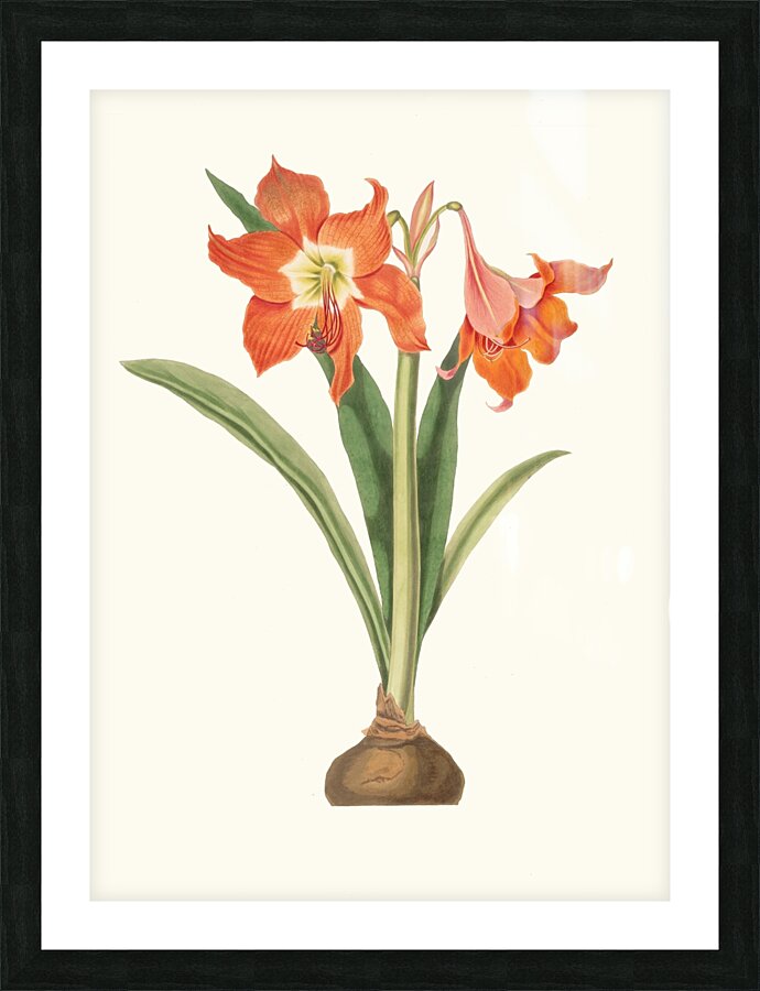 Amaryllis Equestris Major 1834 Picture Frame print