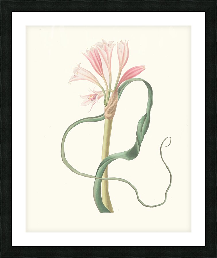 Amaryllis Longifolia Glauca 1834 Picture Frame print