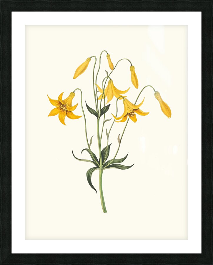 Lilium Canadense. [Canada Lily Wild Yellow Lily] 183400 Picture Frame print