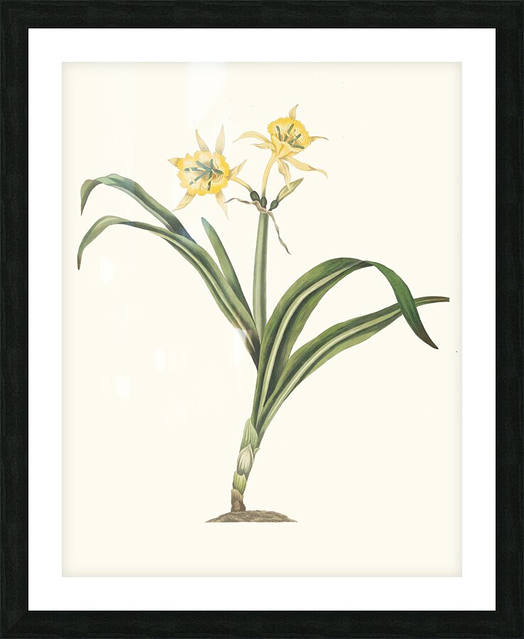 Pancratium Amancaes 1834 Picture Frame print