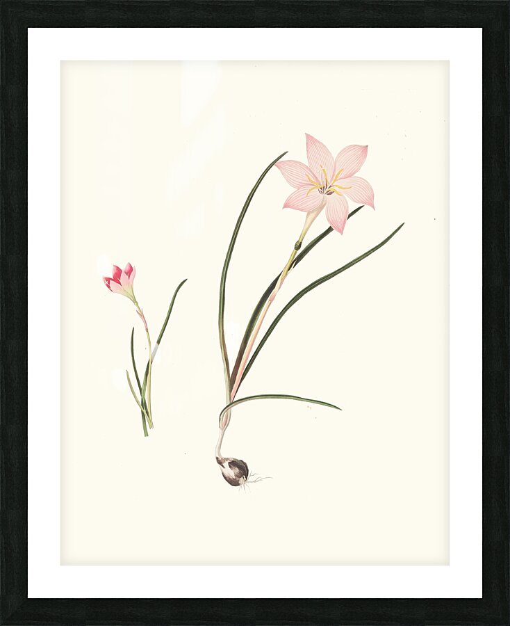 1. Zephyranthes Carinatus. 2. Zephyranthes Rosea. 1834 Picture Frame print
