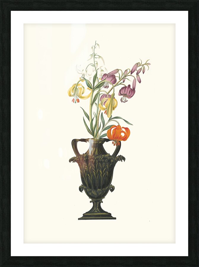 Lilium Pomponium Lilium Chalcedonicum 1834 Picture Frame print